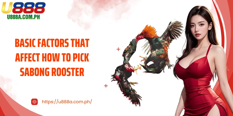 Basic Factors That Affect How to Pick Sabong Rooster