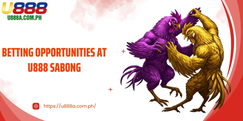 Betting opportunities at U888 Sabong