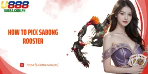 How to Pick Sabong Rooster to Win Easily at U888