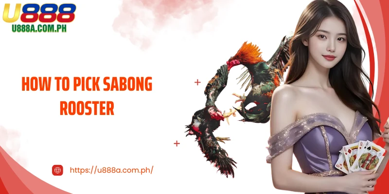 How to Pick Sabong Rooster to Win Easily at U888